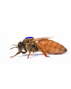 Queen Bees - Mated Marked Rottnest Daughters for collection starting October [WA ONLY]