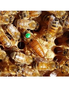 Queen Bees - Mated Marked Rottnest Daughters - TAKING ORDERS NOW FOR SEPTEMBER 2025