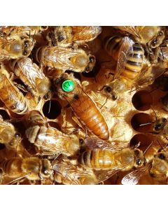 Queen Bees - Rottnest Daughters - Mated Marked - STORE COLLECT ONLY