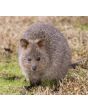 Queen Bees - Mated Marked Rottnest Daughters - WA ONLY - TAKING ORDERS NOW FOR SEPT-OCT 2025