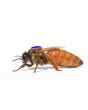 Queen Bees - Mated Marked Rottnest Daughters for collection starting October [WA ONLY]