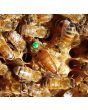 Queen Bees - Mated Marked Rottnest Daughters - WA ONLY - TAKING ORDERS NOW FOR SEPT-OCT 2025