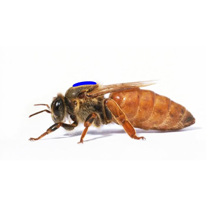 Queen Bees - Mated Marked Rottnest Daughters for collection starting October [WA ONLY]