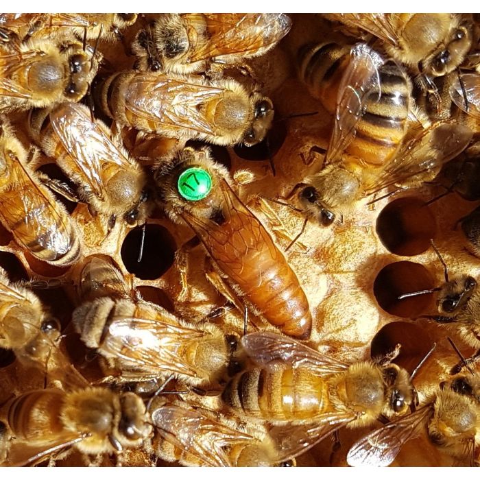 Queen Bees - Mated Marked Rottnest Daughters - WA ONLY - TAKING ORDERS NOW FOR SEPT-OCT 2025