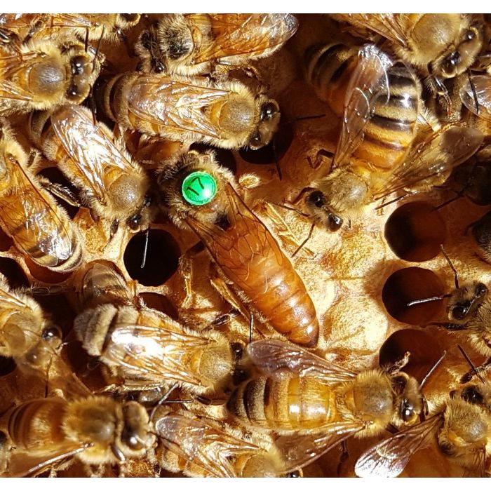 Queen Bees - Rottnest Daughters - Mated Marked - STORE COLLECT ONLY