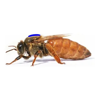 Beewise mated, marked and hygienic queen bee